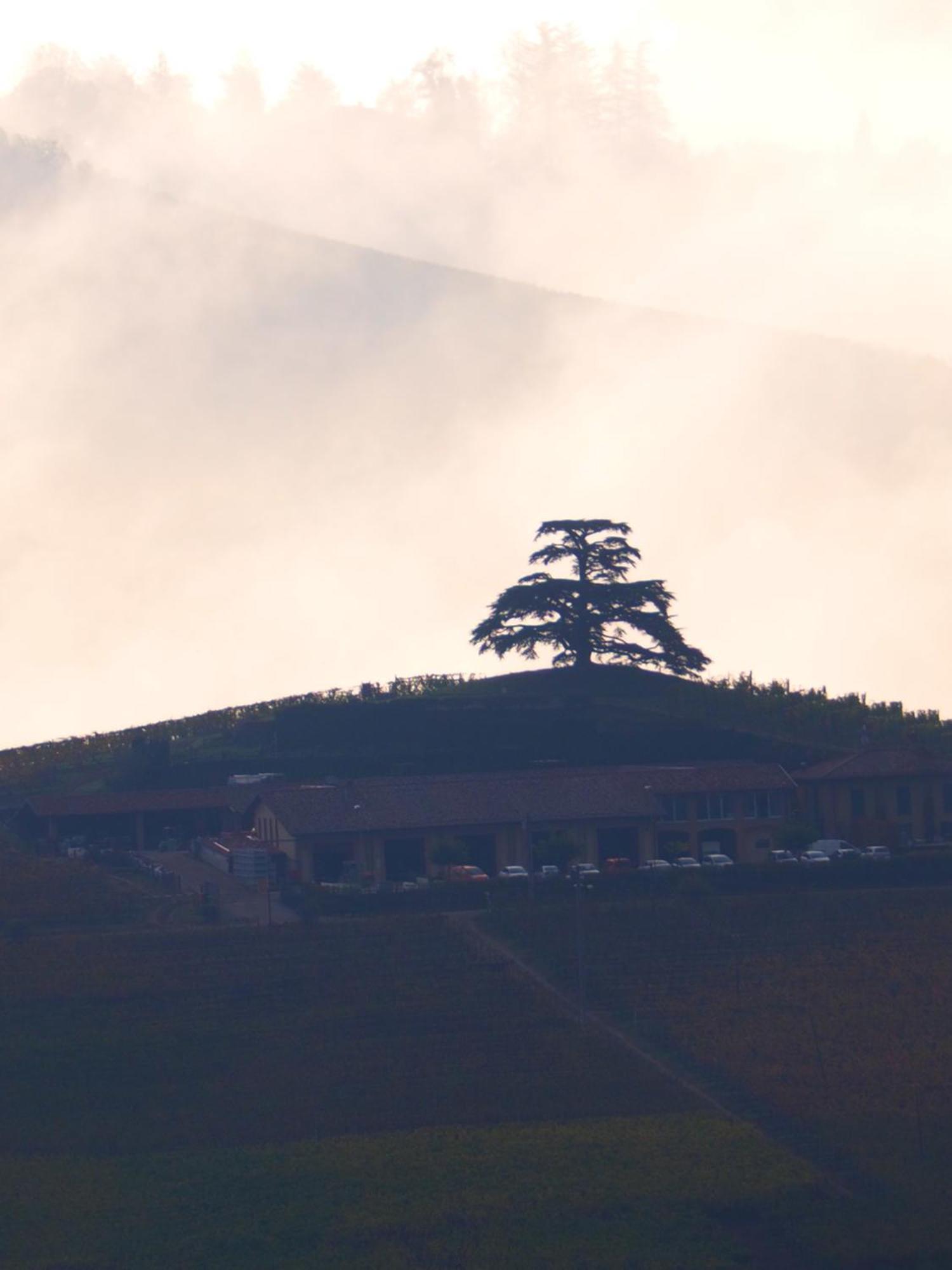 La Vigna Del Parroco-2- Daire Serralunga d'Alba Dış mekan fotoğraf